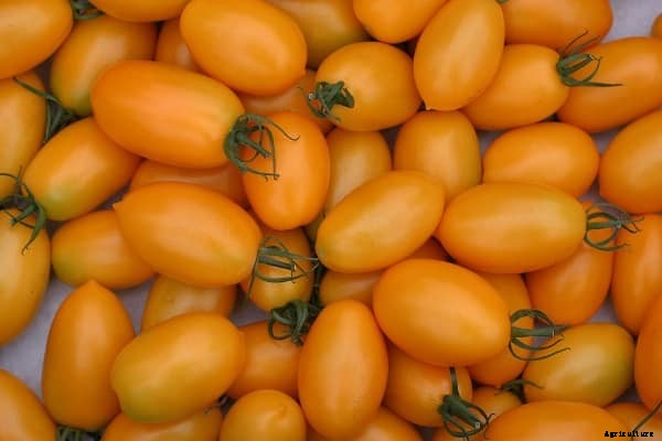 How to Grow Roma Tomatoes In Pots, Balcony, Backyards