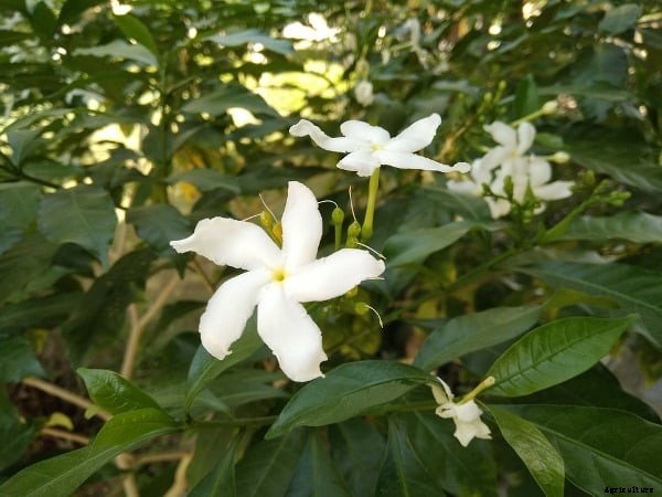Jasmine Grafting; Pruning; Training Methods