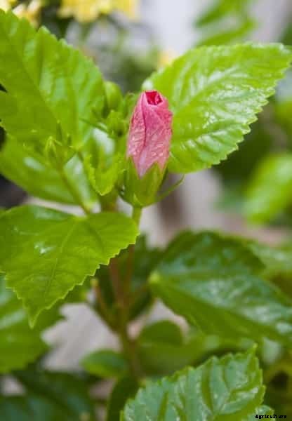 Hibiscus Grafting Methods; Pruning Time; Training