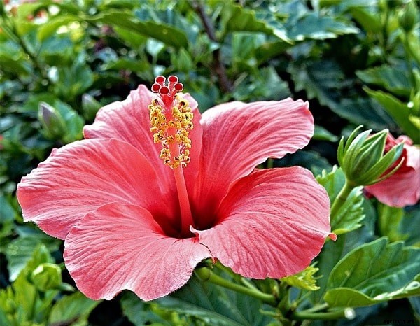 Hibiscus Grafting Methods; Pruning Time; Training
