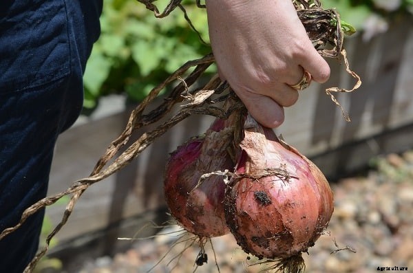 Harvesting Techniques of Fruits and Vegetables