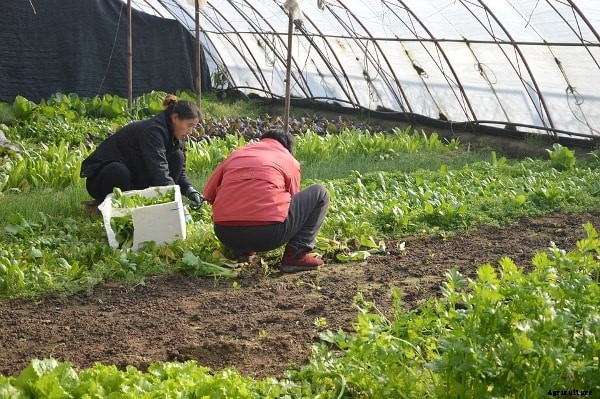 Harvesting Techniques of Fruits and Vegetables