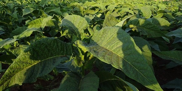 Organic Tobacco Cultivation, Farming Practices