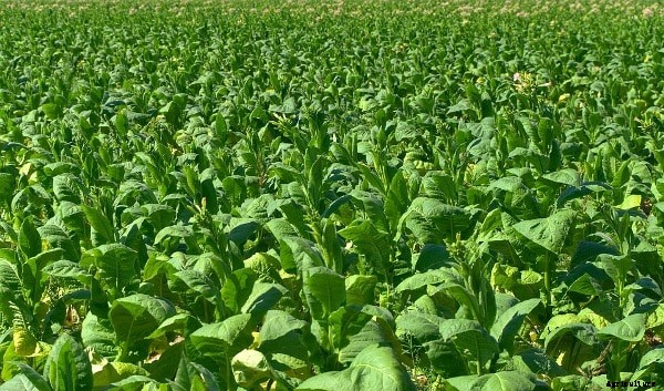 Organic Tobacco Cultivation, Farming Practices
