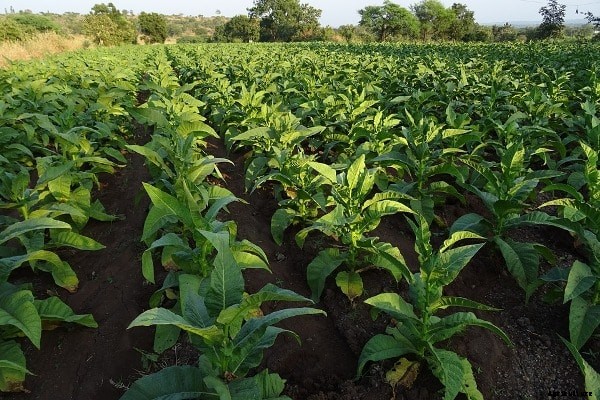 Organic Tobacco Cultivation, Farming Practices