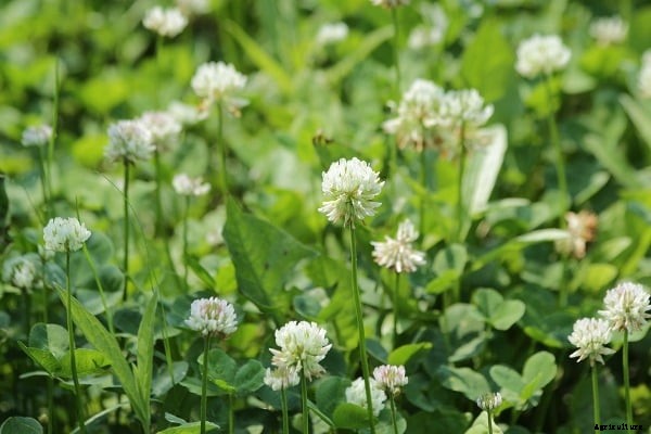 Clover Cultivation (White); Farming; Planting Methods