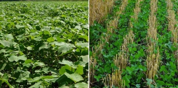 Cover Crops Advantages, Cultivation Practices