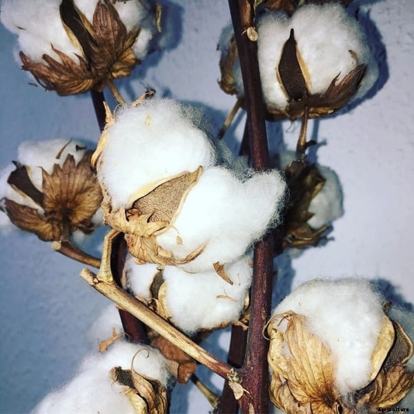 Organic Cotton Production; Cultivation Practices