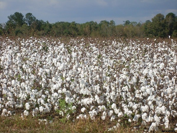 Organic Cotton Production; Cultivation Practices