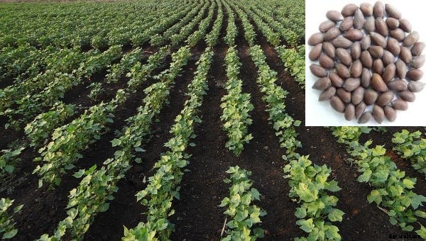 Organic Cotton Production; Cultivation Practices