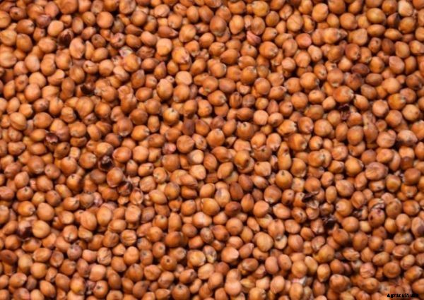 Sudangrass Cultivation for Dairy Animals; Livestock