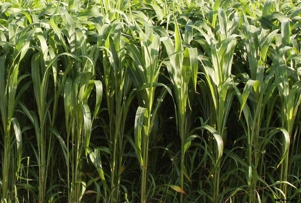 Sudangrass Cultivation for Dairy Animals; Livestock