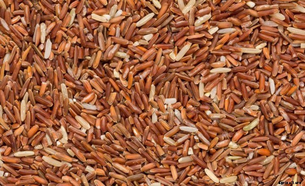 Brown Rice Farming; Cultivation Practices; Benefits