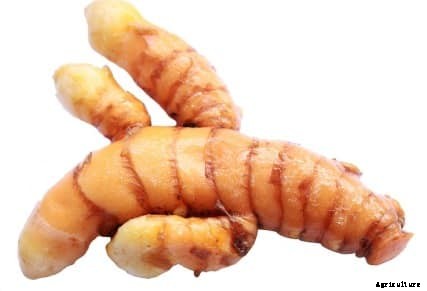 Organic Turmeric Planting, Growing, Harvesting Techniques