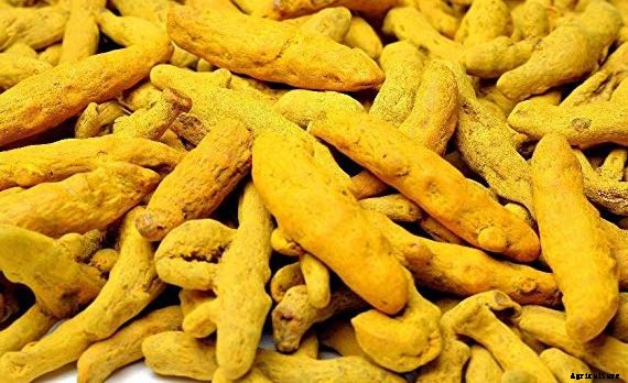 Organic Turmeric Planting, Growing, Harvesting Techniques