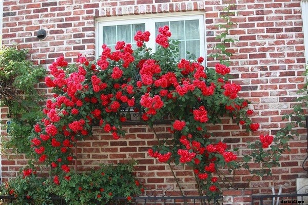 Rose Plant Pruning Methods; Training Methods; Process