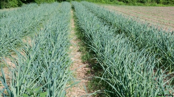 Organic Garlic Planting; Growing; Harvesting Technology