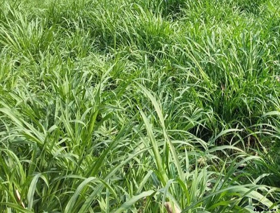 Hybrid Napier Grass Cultivation For Dairy Animals