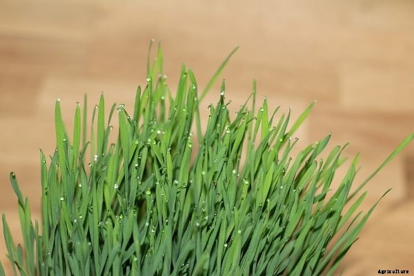 Cat Grass Growing Process, Methods, Steps
