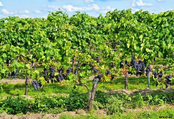 Organic Farming Project Proposal; Disease Control