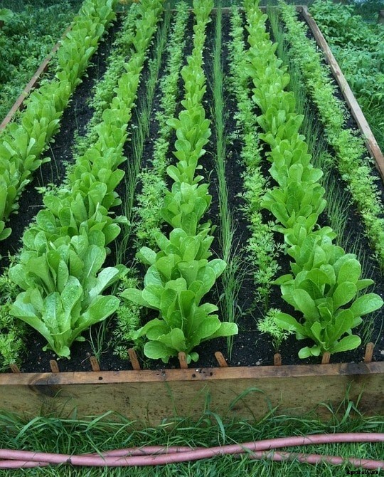 Organic Farming Project Proposal; Disease Control