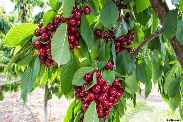 Organic Farming Project Proposal; Disease Control