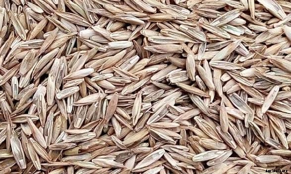 Ryegrass Cultivation; Perennial Ryegrass Facts