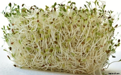 Alfalfa Cultivation for Dairy, Goat, Sheep, Livestock