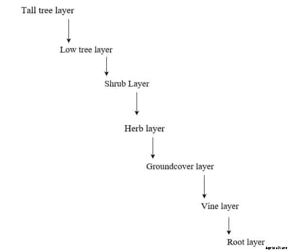 Food Forest Permaculture, Design, Creation of Food Forest