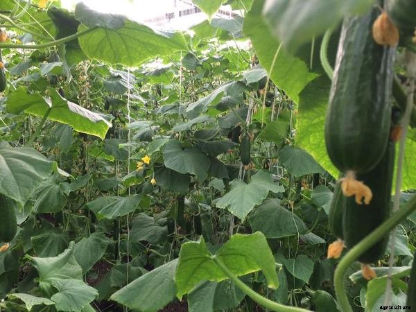 Polyhouse Business Plan, Benefits, Construction Cost