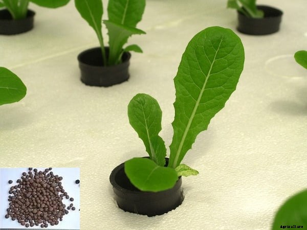 Hydroponic Fertilizers, Nutrients, Manures Guide