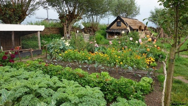 Community Garden Benefits, Types, History, Facts