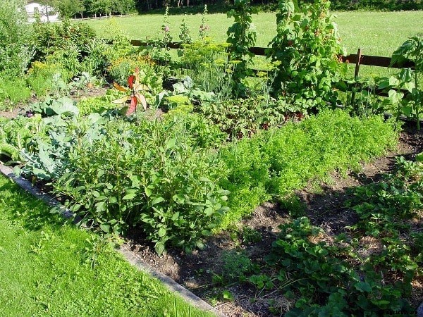 Community Garden Benefits, Types, History, Facts