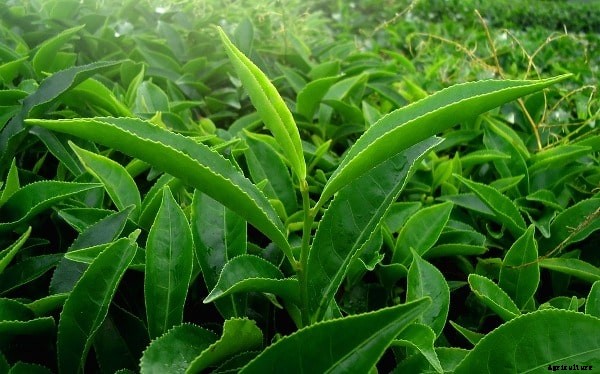 Tea Powder Making Process From Green Tea Leaves