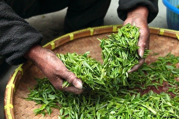 Tea Powder Making Process From Green Tea Leaves