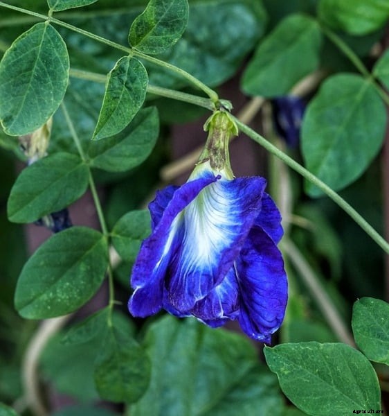 Cultivation Of Asian Pigeonwings, (Clitoria Ternatea)