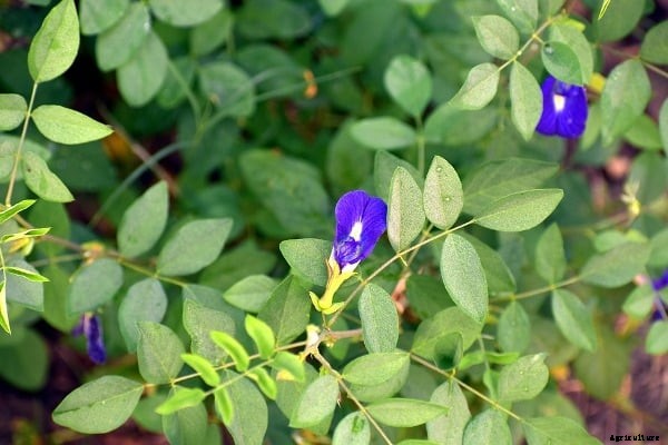 Cultivation Of Asian Pigeonwings, (Clitoria Ternatea)