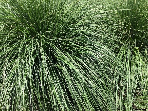 Vetiver Farming, Cultivation Practices, Oil Uses, Benefits