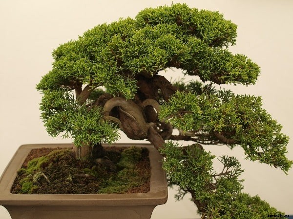 Bonsai Tree Care, Tips, Ideas, Soil, Watering, Design