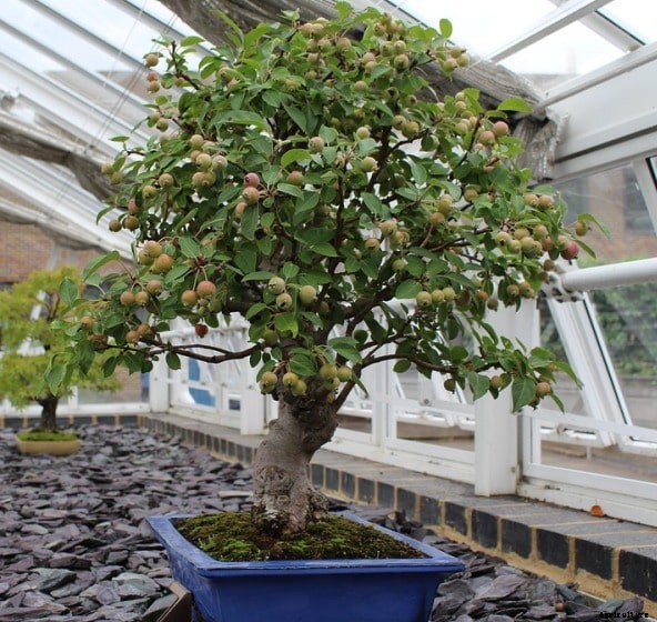 Bonsai Tree Care, Tips, Ideas, Soil, Watering, Design