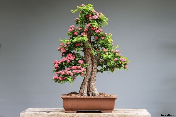 Bonsai Tree Care, Tips, Ideas, Soil, Watering, Design