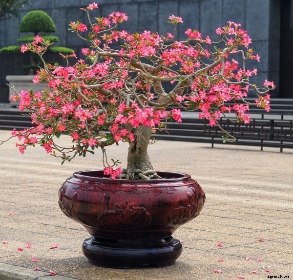 Bonsai Tree Care, Tips, Ideas, Soil, Watering, Design