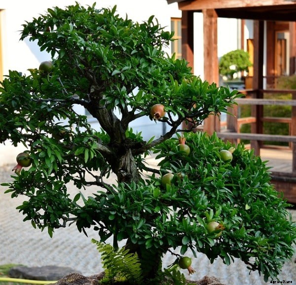 Bonsai Tree Care, Tips, Ideas, Soil, Watering, Design