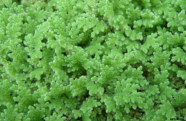 Azolla Benefits, Uses, Role, Importance in Rice Production
