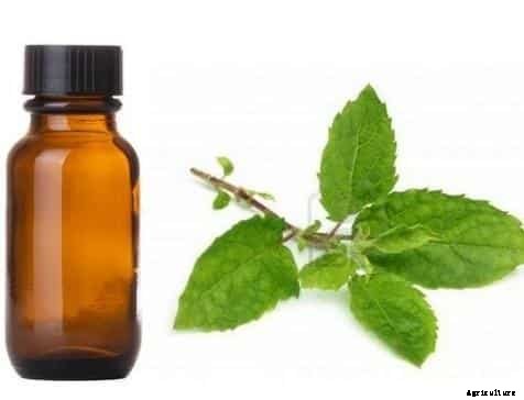 Tulsi Oil Extraction Process, Benefits, Uses
