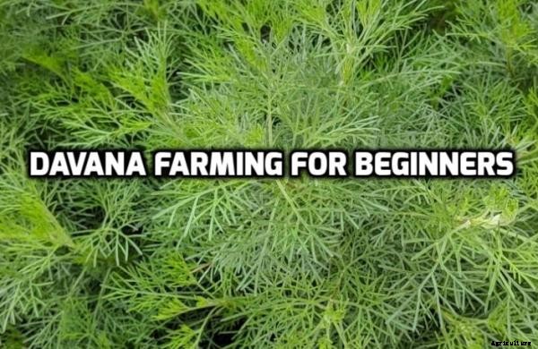 Davana Farming, Cultivation Practices, Oil Information