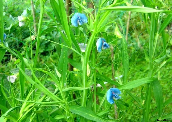 Lathyrus Farming, Cultivation Practices (Khesari Dal)