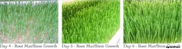 Hydroponic Fodder For Dairy, Goats, Poultry, Livestock