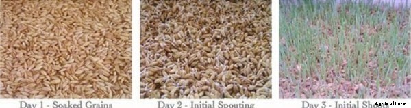 Hydroponic Fodder For Dairy, Goats, Poultry, Livestock