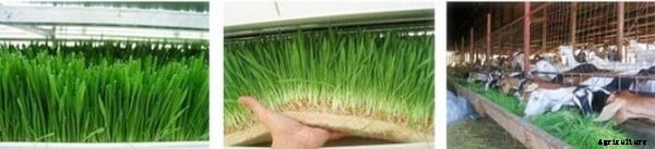 Hydroponic Fodder For Dairy, Goats, Poultry, Livestock